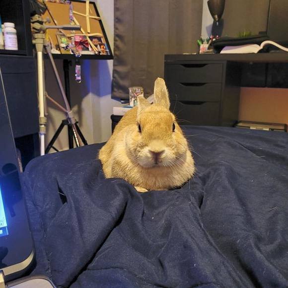 Meet your Posher, Alyanna - Picture 1 of 1